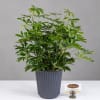 Potted green houseplant in a ribbed gray planter