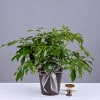 Potted green houseplant with glossy leaves and a ribbon bow