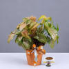Potted syngonium plant with variegated pink and green leaves in an orange pot