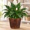 Potted peace lily with white blooms in a woven basket