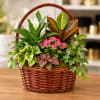 Mixed potted plants in a wicker basket with white blooms