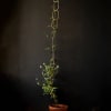 Potted climbing plant trained on a tall trellis against a dark wall