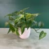 Potted pothos plant with variegated green leaves in a white ceramic pot
