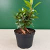 Potted green houseplant with glossy leaves in a black nursery pot