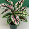 Potted plant with dark green leaves striped in pink and white