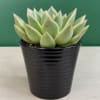 Potted succulent with pale green rosette leaves in a black container