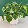 Variegated pothos plant in a white pot