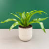 Potted green houseplant in a white textured ceramic pot
