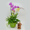 Purple and yellow orchids in a green pot beside a small wooden birdhouse