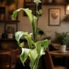 Tall arrangement of green calla lilies and a sunflower in a vase