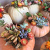 Decorative pumpkins topped with succulents and small flowers