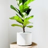 Potted fiddle leaf fig plant in a white cylindrical pot