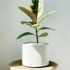 Potted variegated rubber plant in a white cylindrical planter