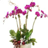 Pink orchids in a white ribbed pot with ribbon and ornaments