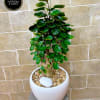 Aralia Fabian Bonsai potted in ceramic pot. Seasonally available 