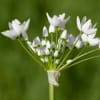 White allium flowers on a single stem against a green background