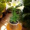 The stunning, fragrant blooms of this traditional spring plant will brighten any
