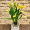 Yellow calla lilies in a white pot