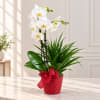 White orchid plant in a red pot with a bow