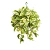 Trailing variegated pothos plant with dense green and cream leaves