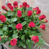 Bouquet of red roses with glossy green foliage