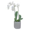 White orchid plant in a textured gray pot