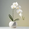 White orchid in a white pot with a curved stem