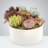 Assorted succulents arranged in a white round planter