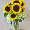 Sunflowers with Hydrangeas in glass vase 