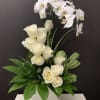 White roses and orchids arranged in a white vase