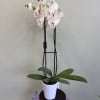 White orchid plant in a white pot on a small stand
