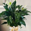 White peace lilies in a woven basket with a white ribbon
