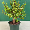 Potted succulent plant with small round leaves in a green nursery pot
