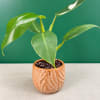 Small potted plant with glossy green leaves in a textured ceramic pot