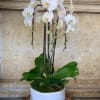 White orchid plant in a white pot with moss