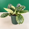 Variegated potted plant in a green nursery pot