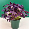 Purple shamrock plant in a green pot with small pink flowers