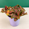 Potted plant with green leaves veined in bright pink in a lavender pot