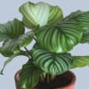 Potted plant with large striped green leaves in a terracotta pot