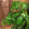 Potted green plant with glossy oval leaves beside a brown paper bag