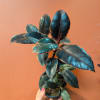 Potted rubber plant with dark glossy leaves against an orange background
