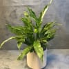 Variegated green houseplant in a white pot