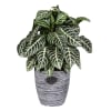 Potted plant with dark green striped leaves in a textured gray container