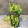 Potted monstera adansonii plant in a black container