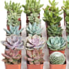 Assorted succulents in small square pots arranged in rows