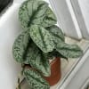 Potted plant with silver-green patterned leaves in a terracotta pot