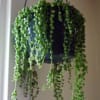 Trailing green hanging plant in a dark pot