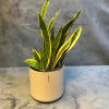 Potted snake plant with tall variegated leaves in a white planter