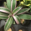 Variegated potted plant with green and pink striped leaves