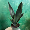Potted snake plant with tall dark green leaves edged in yellow